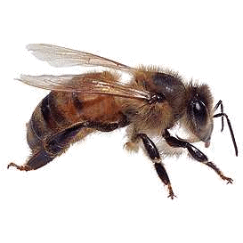 Club Bee