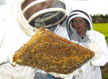 Varroa