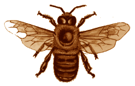 An Industrious Bee