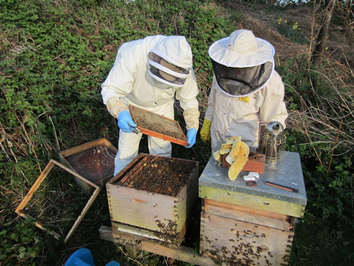 Beekeepers inspecting a bee colony