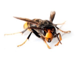 Check Your Car Yellow-legged Asian Hornet poster